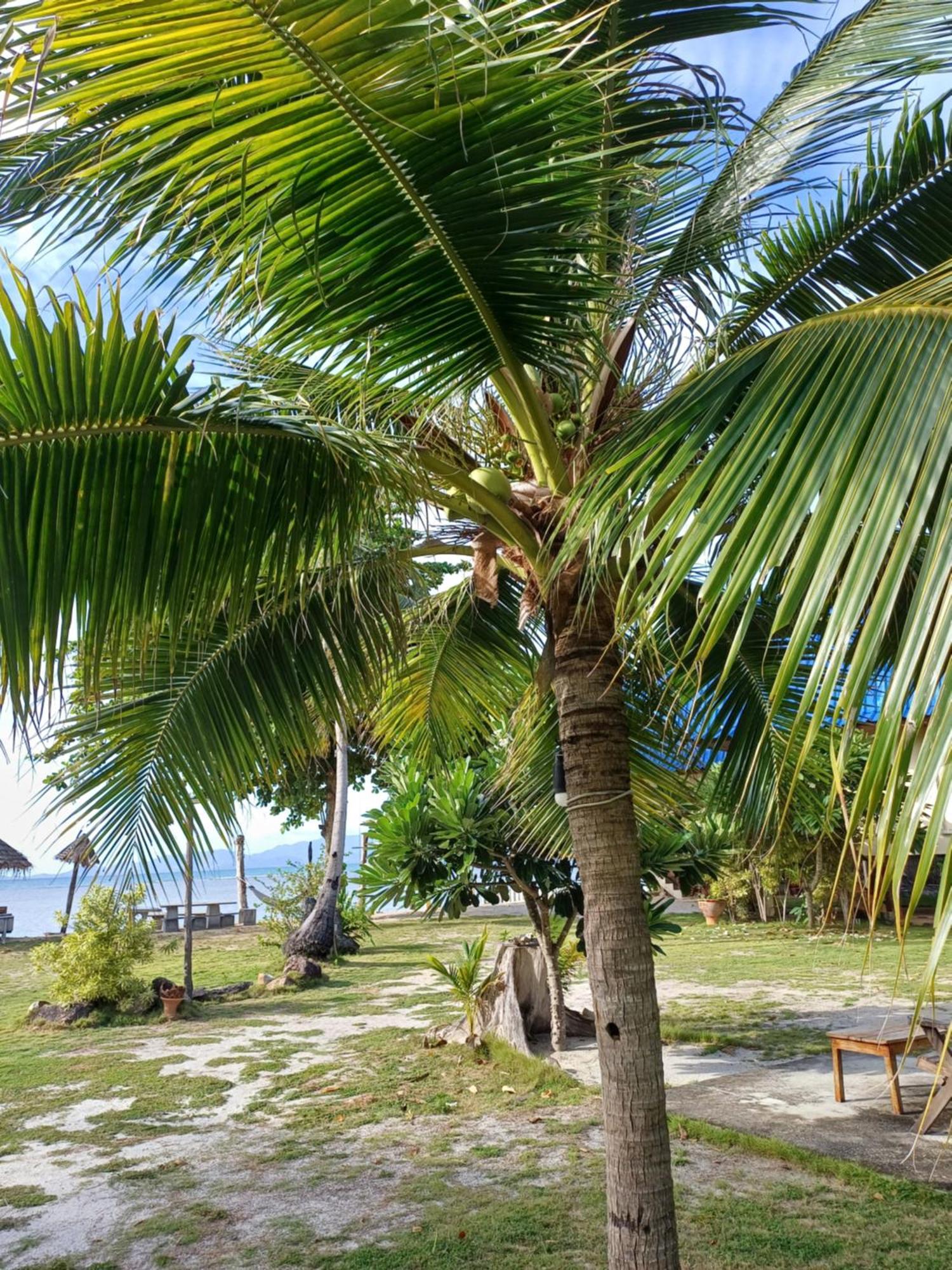 Tropicana Khophagan Resort Hotel Thong Sala Luaran gambar